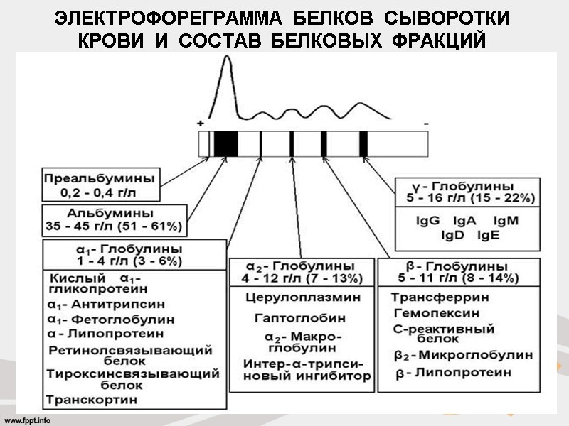 ЭЛЕКТРОФОРЕГРАММА  БЕЛКОВ  СЫВОРОТКИ  КРОВИ  И  СОСТАВ  БЕЛКОВЫХ 